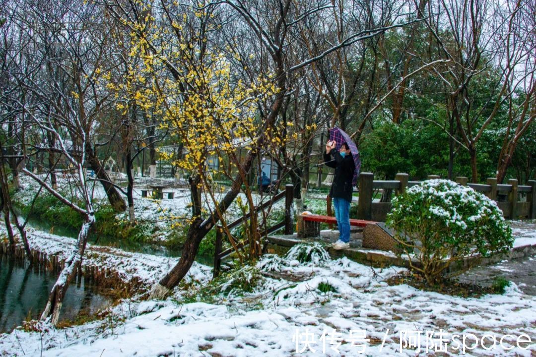 西溪|踏着雨雪寻梅，到西溪绿堤再合适不过，可惜花儿盛开还得等年后