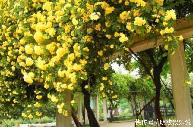 左邻右舍|院子再小,也要养棵它,2年长一片,开花特别美,左邻右舍都说香