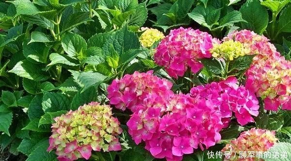 是因为|绣球花经常黄叶,养不好?那是因为养殖方法不对