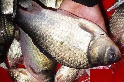 这种鲫鱼长相独特,不喜欢草边跟岸边,你钓到过这种鲫鱼吗