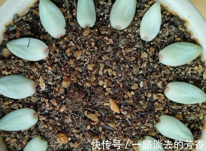 适宜|多肉叶插不生根,教你叶插五要素,10天就能长出小胡须
