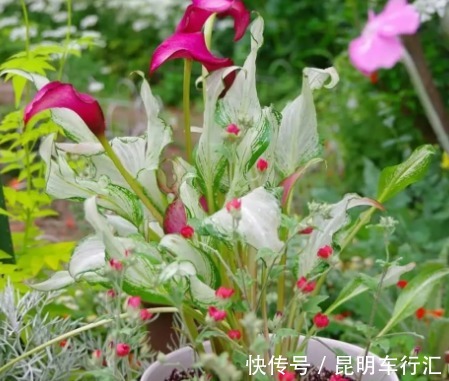 4种“女王花”，美出新天地，高端大气上档次，谁见了都想养！