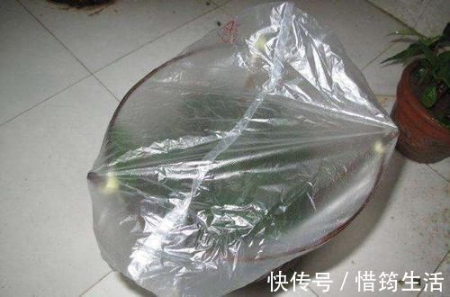 三角梅扦插总不活?吹口仙气,成活率翻倍,20天冒新芽