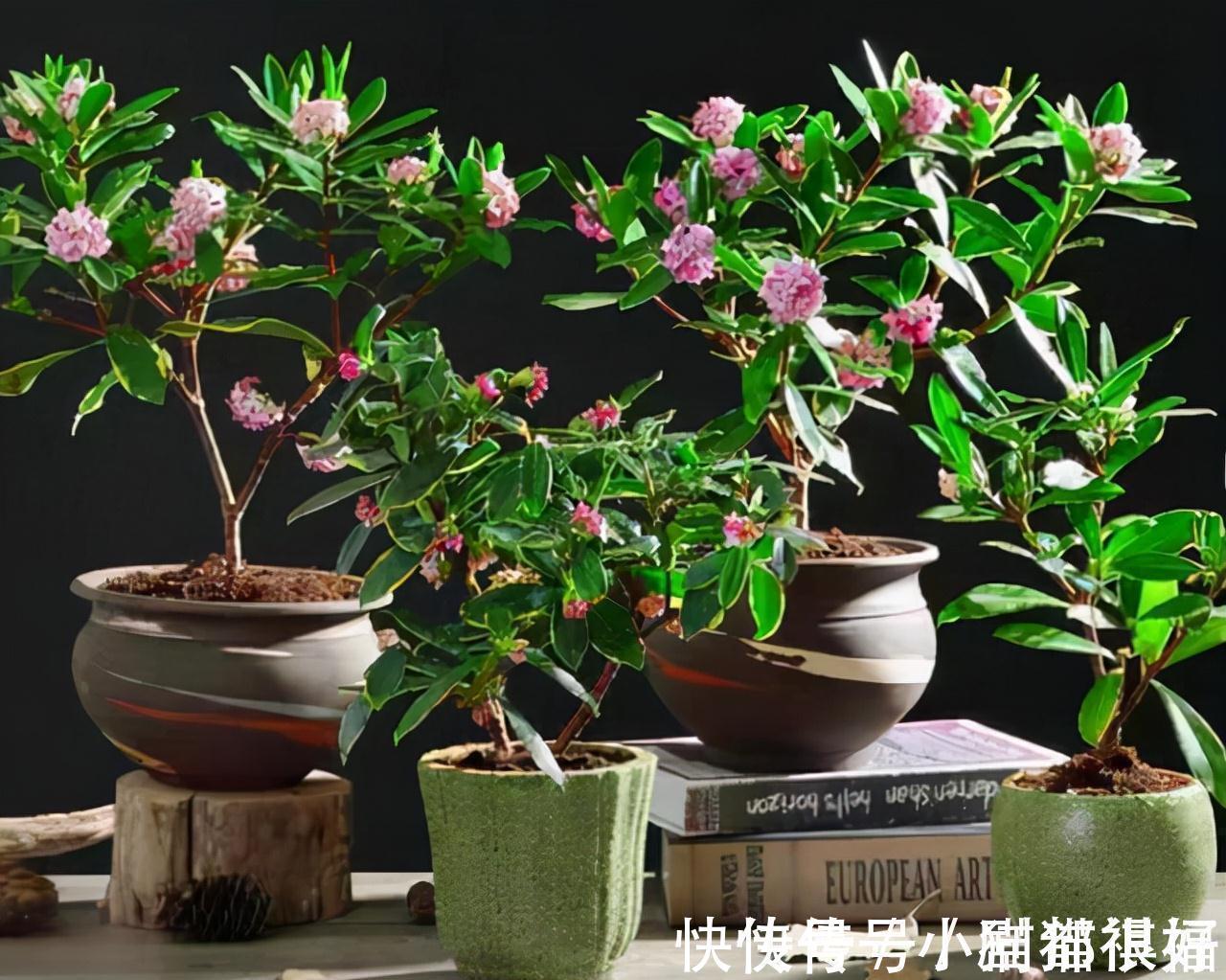 寓意|五种“吉祥花”,建议养一盆,不仅寓意好,还利于健康