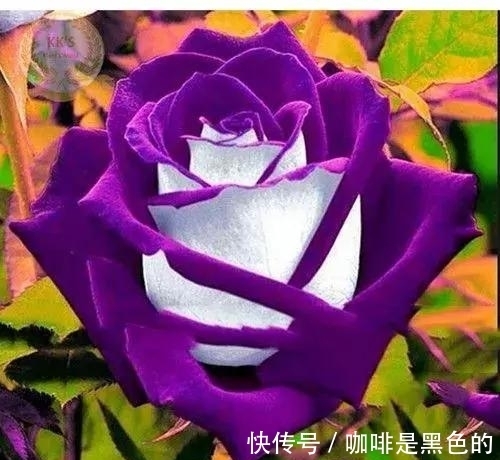 奇花|奇花、奇花、奇花、罕见奇花，赶快打开欣赏吧