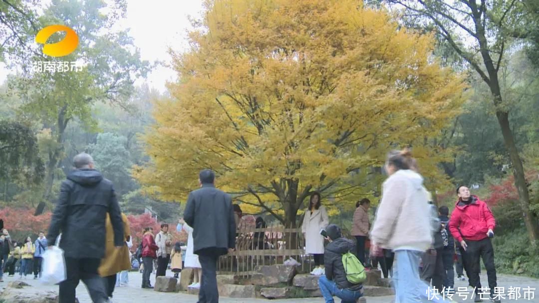 岳麓山|美爆了！岳麓山枫叶进入最佳观赏期，错过等一年