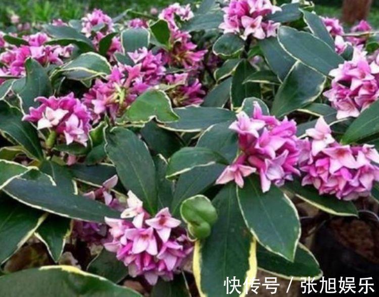 养花就养这几款,全年开花不停,花开爆盆美如花,枝头窜满花苞