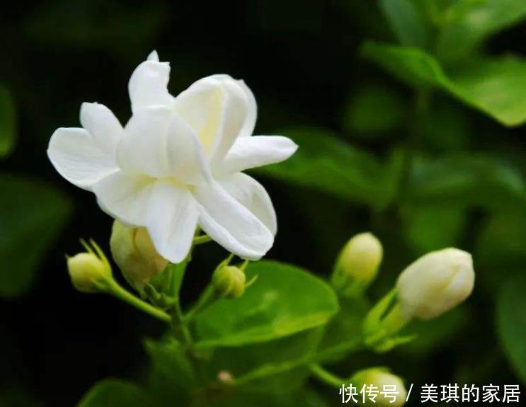 老人|7种适合老人养的花,好养观赏性强,寓意好谁都喜欢