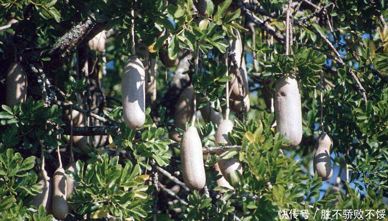 非洲人连温饱都做不到,为啥还偷懒不种地?专家:你去也是一样的