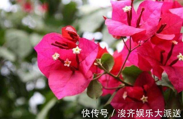 浇水|三角梅盆景开花落败，抓紧时间修剪一番，再次开花很简单