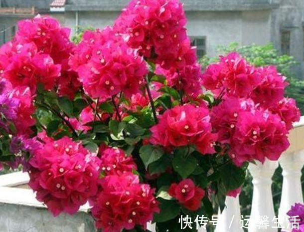 凤仙花|最适合养在阳台的5种花,婀娜多姿,香飘怡人