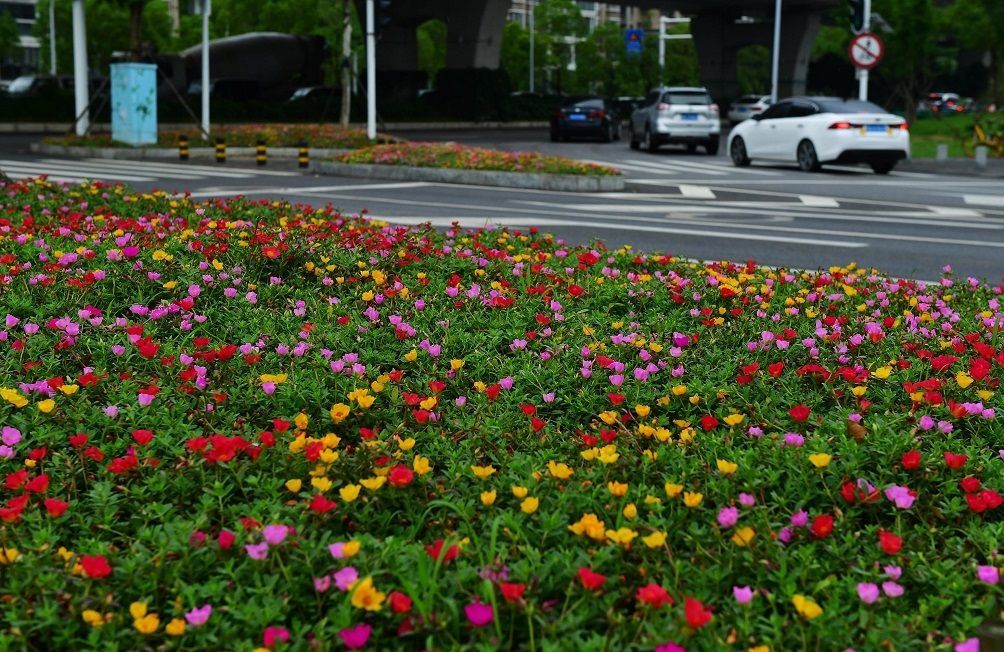 解放公园 谁道人间四月芳菲尽？武汉六月盛芳菲