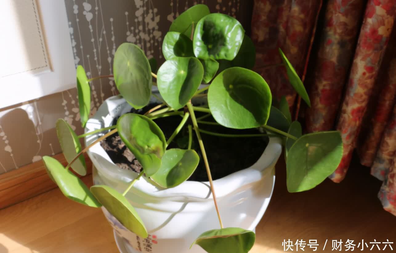 盆栽|养花施肥有技巧,不想烧根、烧叶或没效果,先在这学学吧