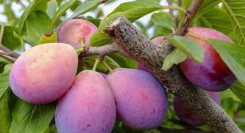 超市很常见的3种食物，排毒润肠，缓解疲劳，越吃越年轻！