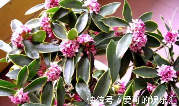 深秋养5种花,别急着搬进屋,室外晒一晒冻一冻,花芽会更多