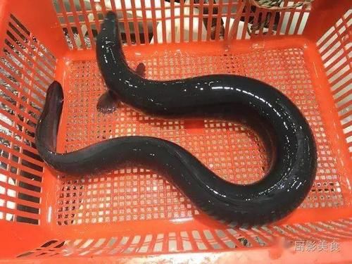  江南人的吃鱼时间表