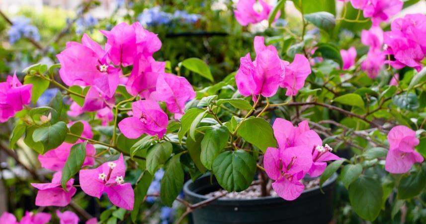 品种|三角梅这样养,全年都能有花看,养好了还能见花不见叶