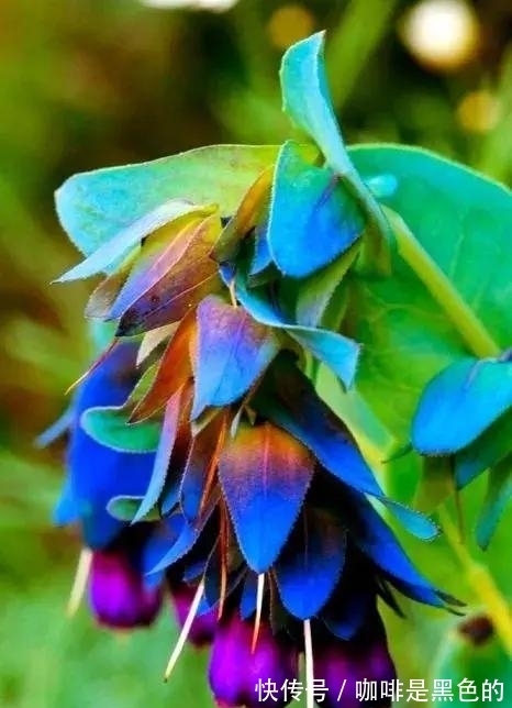 奇花|奇花、奇花、奇花、罕见奇花,赶快打开欣赏吧