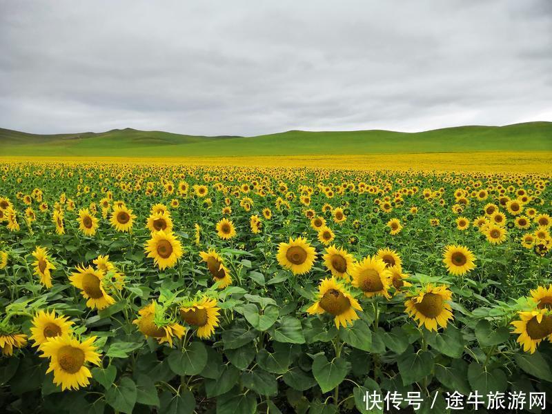 美丽的锡林郭勒大草原，最纯正的蒙元文化，最原始的游牧牧场