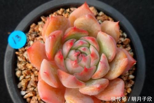 侧芽|想要多肉棱镜爆盆?那我们做好这几点,它很快就能达到爆盆状态了