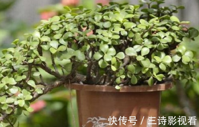 铜钱草|不要再说自己不会养花了！6种花“沾土就活”，越养越有成就感