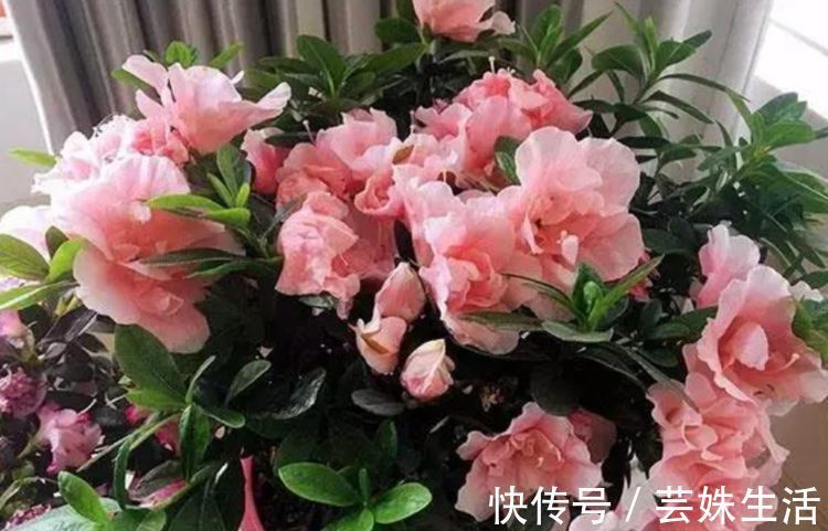长寿花|邻居逛花市,只买这“3种花”,开花漂亮又好养,越养越上瘾