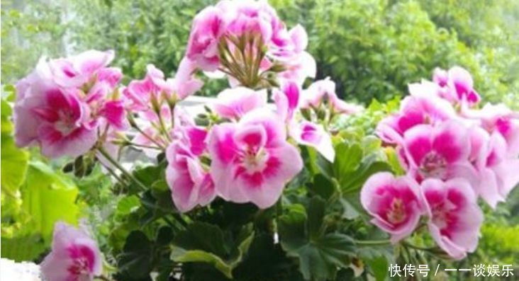 废水|养花,“3种水”不能浇,黄叶又烂根,开不了花