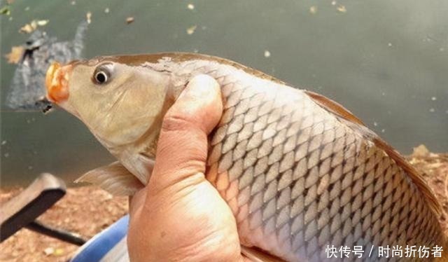 鲤鱼|不是跟你吹,大鲤鱼一见这饵就狂咬,莫忽视,十有八九你不知