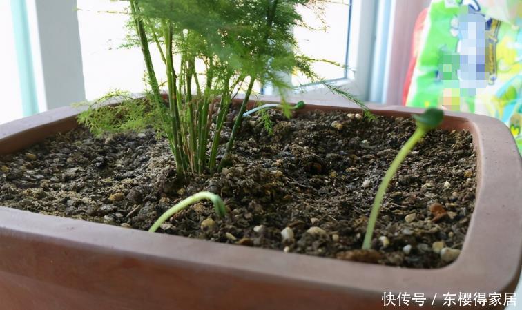 花卉|盆栽养花浇水不简单,常用这4种“水”,容易浇一盆死一盆