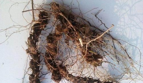 风湿性关节炎|农村一种平凡的野草,地下藏着“金不换”,泡酒是养生神器