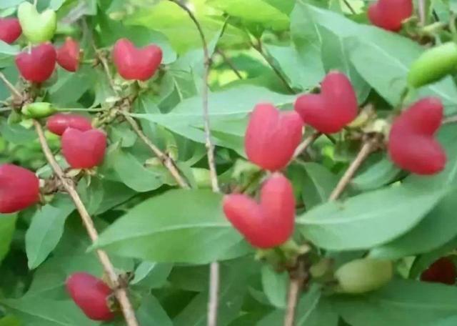 农村|农村一种非常好吃的野果,姑娘说有爱情的味道,卖的价格也很高