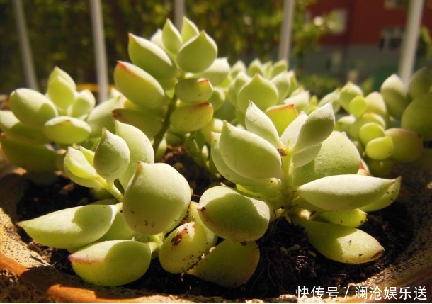 桃蛋|5种颜值超高的多肉,粉粉的肉嘟嘟,最适合新手养了!