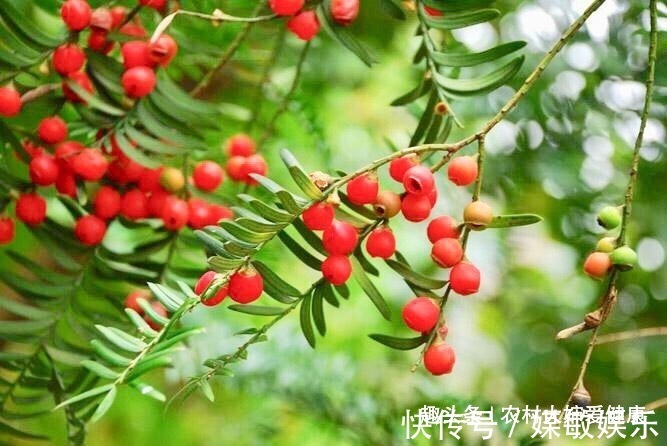 泡水|女性不想得卵巢癌,用它泡水喝,防乳腺癌,防止卵巢,防止失眠