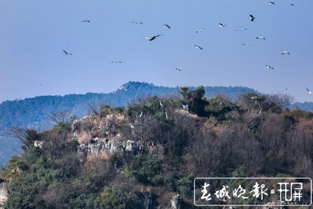 数百只苍鹭在沾益海峰湿地欢乐“度假”