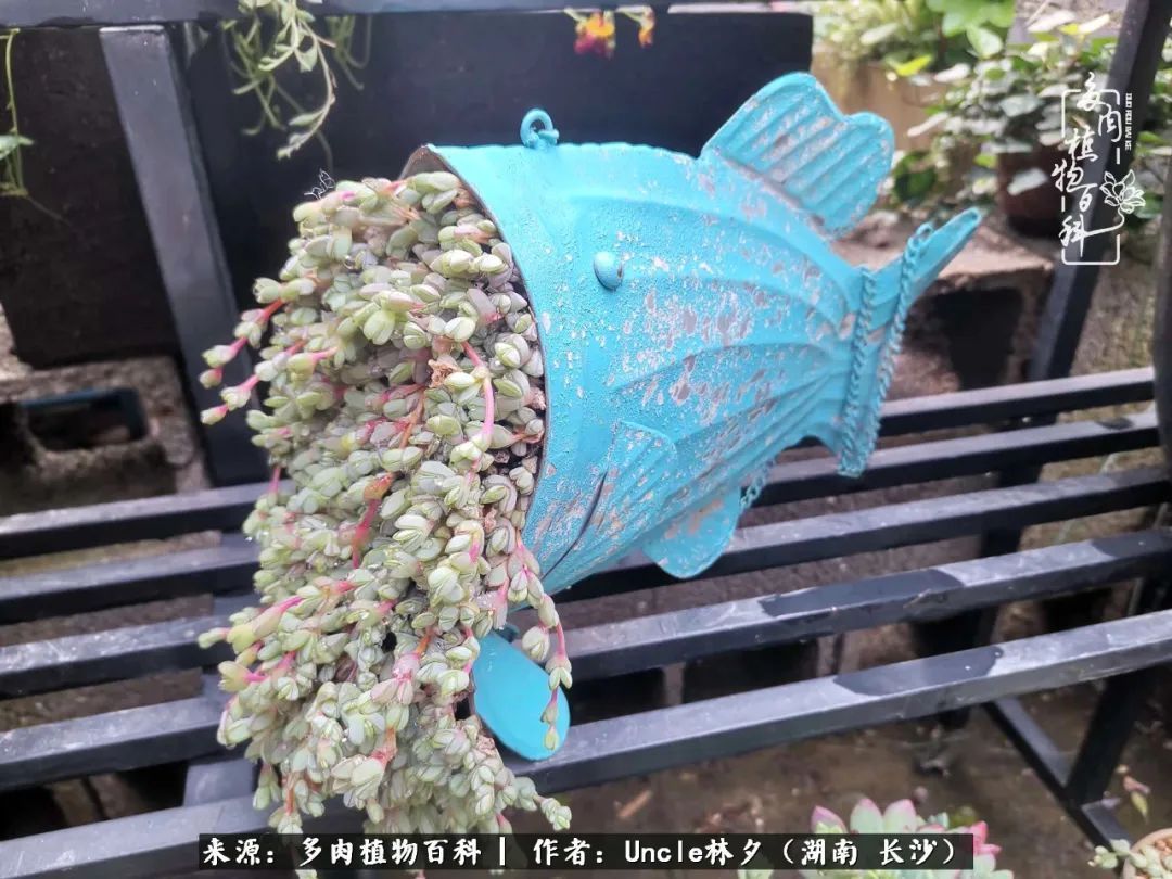 多肉植物|多肉庭院慢生活种一片多肉,喝一杯果酒,泡一壶清茶!