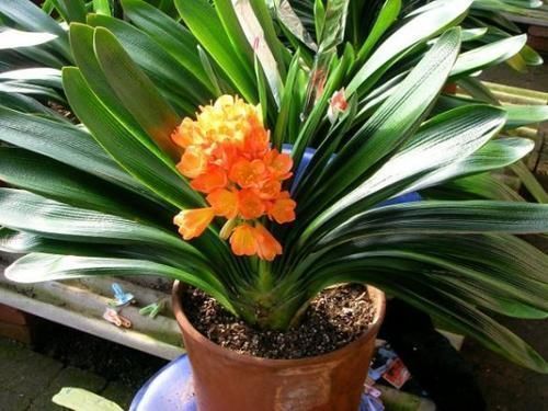 营养液|最厉害的养花营养液给君子兰喝一勺,叶片肥绿,秋凉早开花