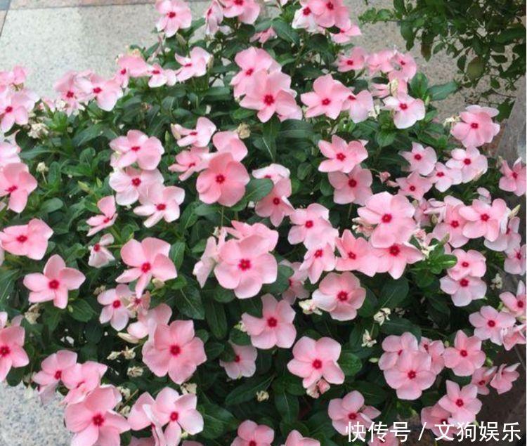 4种女神花养家里,名字好听,花更美,开花漂亮上档次!