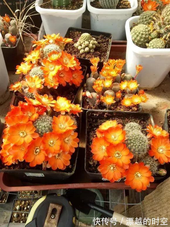 3种仙人球,就像“开花机器”,一开上百朵,个个了不起!