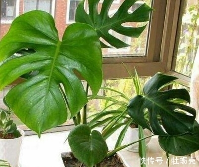 施肥|想要养好花,记住1句话,10种盆栽都能用,养1盆爆1盆!