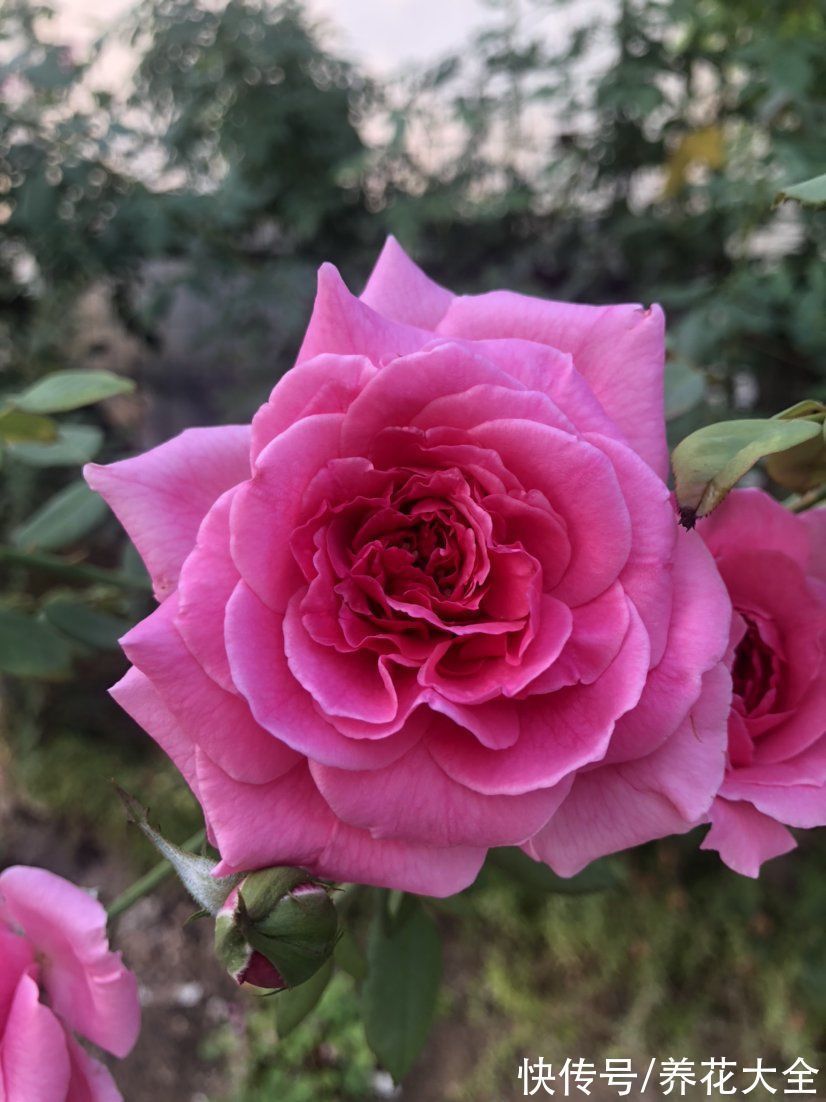 适合新手养的月季,花朵一个比一个大,花期还超长待机