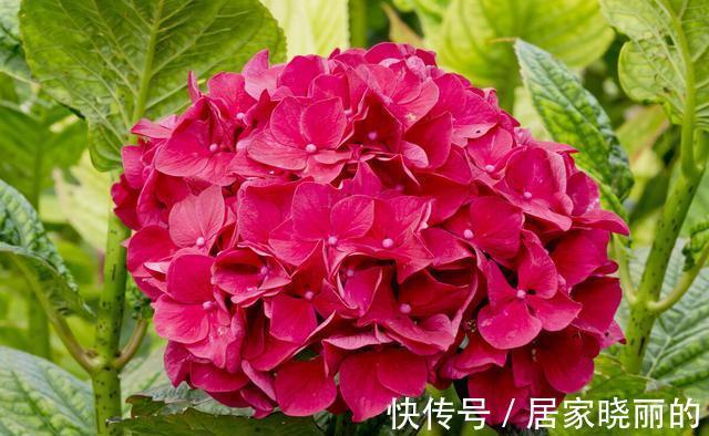 天气变冷，14种花别急着搬到室内，否则不开花或者开花少