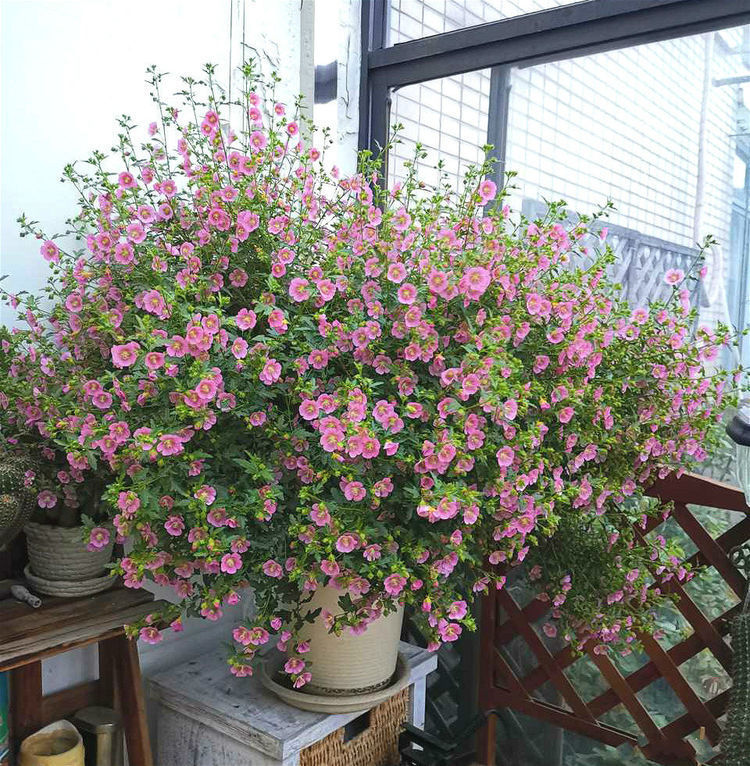 几种花是爆盆能手,开起花来拦不住,空气清新,家中必备!