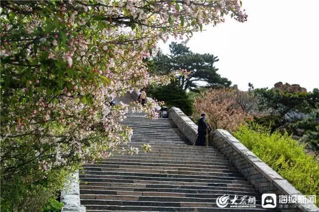 这就是山东泰山极顶海棠花开粉白花朵扮靓天街