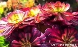 叶片|名字唯美的8种多肉植物,颜值高长满盆,人人见了都想养!