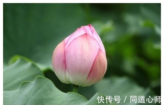 爱情|明天开始，4属相吉星关照，桃花朵朵，爱情甜蜜，日子越过越好