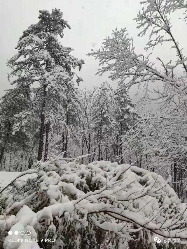 赏雪好去处！陕西黑河国家森林公园雪景和森林并存，风景美如画