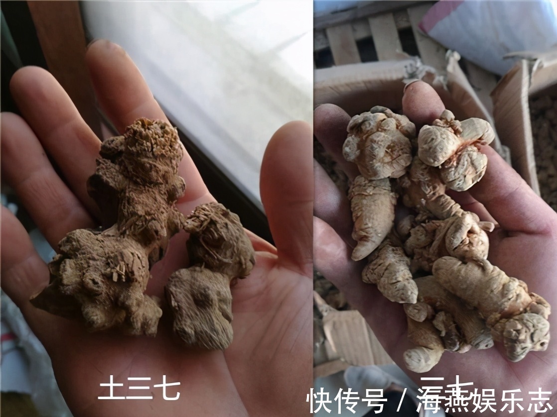 药材|6种养生药材仅一字之差,功效天差地别!买错小心良药变毒药!