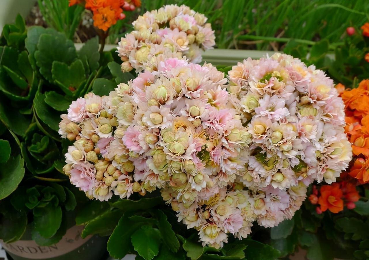 七种漂亮花，天生“不怕冷”，好养寓意好，喜欢别错过