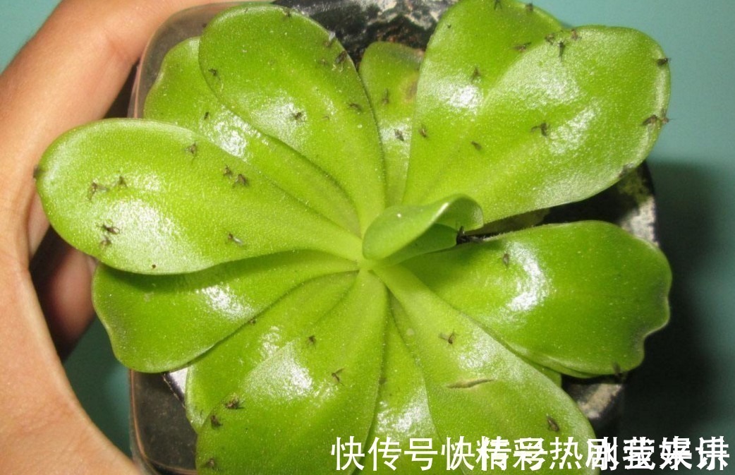 偏方|悄悄告诉你,学会4个老花农的养花“偏方”,家里花卉“嗖嗖长”