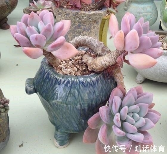 千佛手|这6种多肉养成悬崖桩,价格贵、颜值高,看起来真过瘾